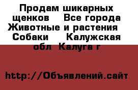 Продам шикарных щенков  - Все города Животные и растения » Собаки   . Калужская обл.,Калуга г.